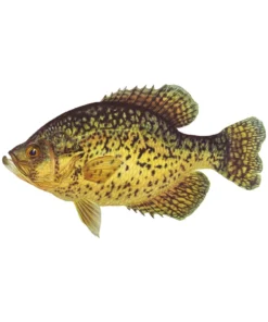 Mud Hole 8" Gamefish Boat & Truck Window Stickers 68 Mud Hole 8