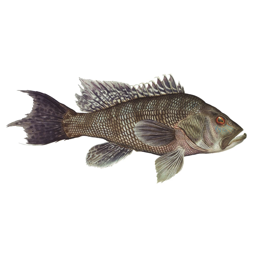 Mud Hole 4" Gamefish Boat & Truck Window Stickers 11 Mud Hole 4" Gamefish Boat & Truck Window Stickers