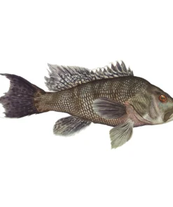 Mud Hole 8" Gamefish Boat & Truck Window Stickers 70 Mud Hole 8