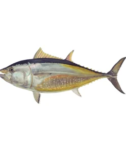 Mud Hole 8" Gamefish Boat & Truck Window Stickers 72 Mud Hole 8