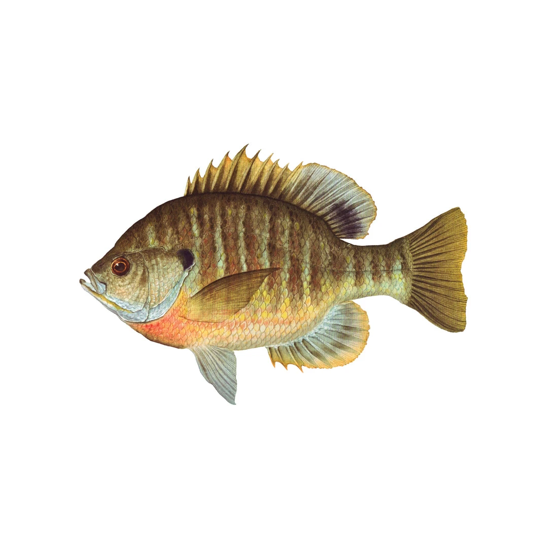 Mud Hole 4" Gamefish Boat & Truck Window Stickers 15 Mud Hole 4" Gamefish Boat & Truck Window Stickers