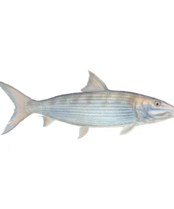 Mud Hole 8" Gamefish Boat & Truck Window Stickers 75 Mud Hole 8