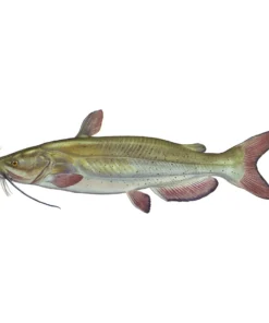 Mud Hole 8" Gamefish Boat & Truck Window Stickers 82 Mud Hole 8