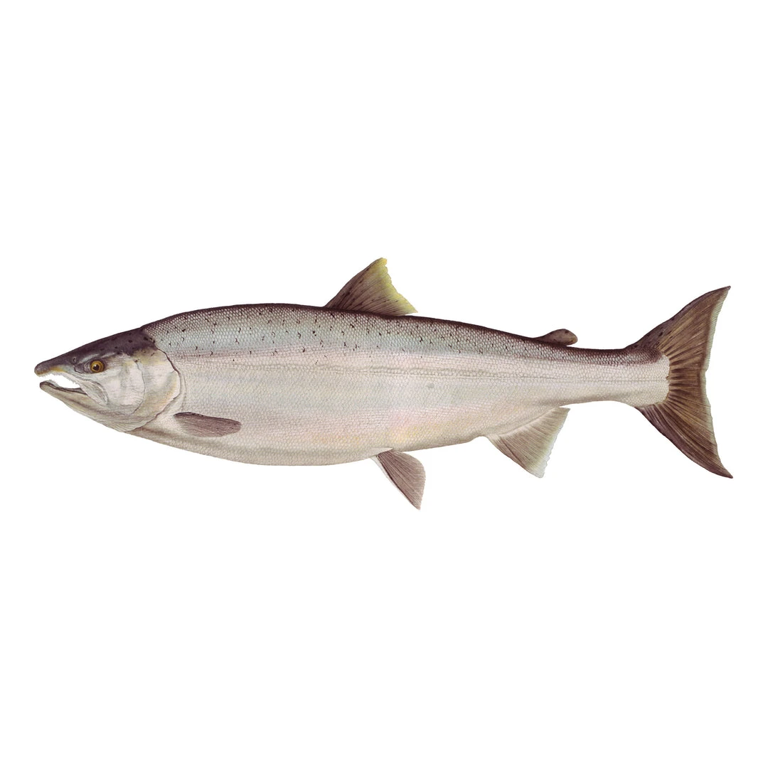 Mud Hole 4" Gamefish Boat & Truck Window Stickers 27 Mud Hole 4" Gamefish Boat & Truck Window Stickers