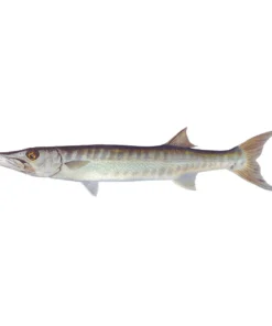 Mud Hole 8" Gamefish Boat & Truck Window Stickers 93 Mud Hole 8