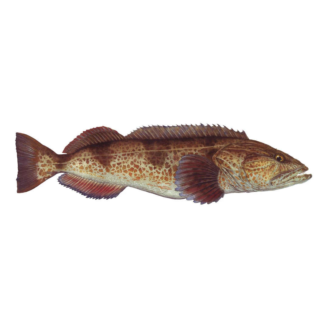 Mud Hole 4" Gamefish Boat & Truck Window Stickers 39 Mud Hole 4" Gamefish Boat & Truck Window Stickers