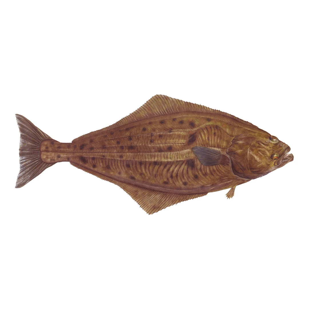 Mud Hole 8" Gamefish Boat & Truck Window Stickers 42 Mud Hole 8" Gamefish Boat & Truck Window Stickers