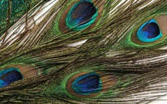 Wapsi Peacock Eyes 3 Wapsi Peacock Eyes
