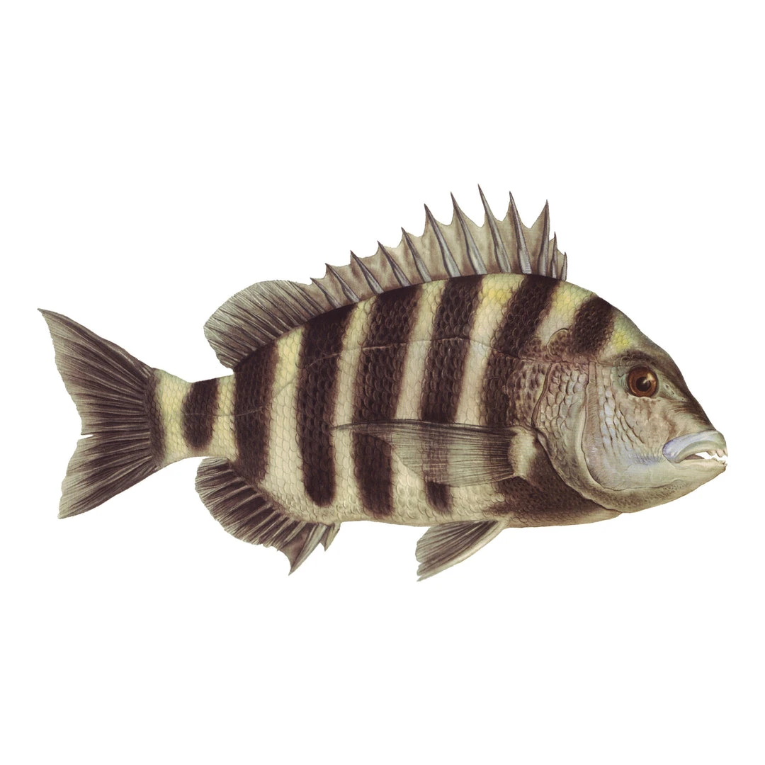 Mud Hole 4" Gamefish Boat & Truck Window Stickers 50 Mud Hole 4" Gamefish Boat & Truck Window Stickers