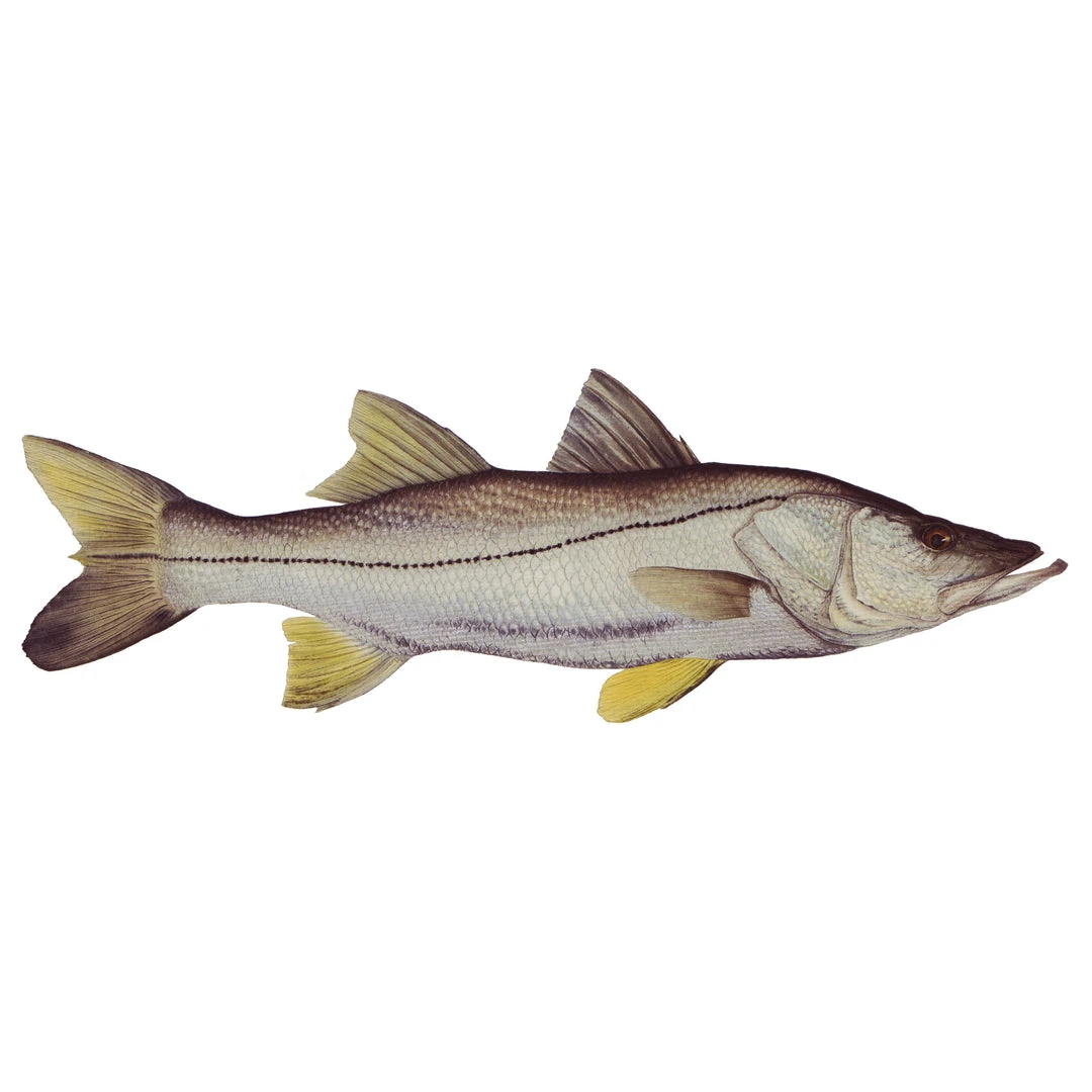 Mud Hole 8" Gamefish Boat & Truck Window Stickers 51 Mud Hole 8" Gamefish Boat & Truck Window Stickers