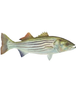 Mud Hole 4" Gamefish Boat & Truck Window Stickers 113 Mud Hole 4