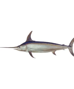 Mud Hole 8" Gamefish Boat & Truck Window Stickers 114 Mud Hole 8