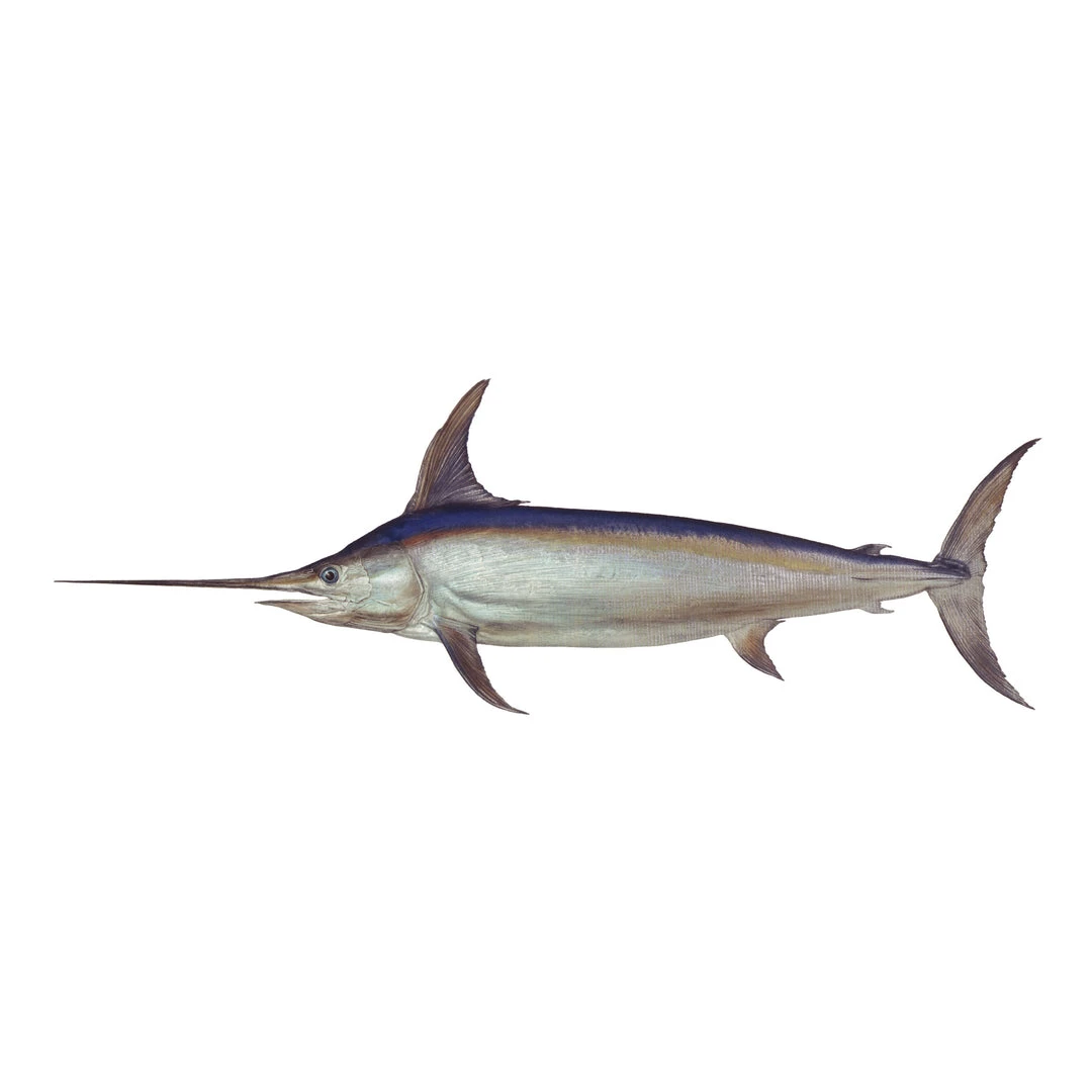 Mud Hole 8" Gamefish Boat & Truck Window Stickers 55 Mud Hole 8" Gamefish Boat & Truck Window Stickers