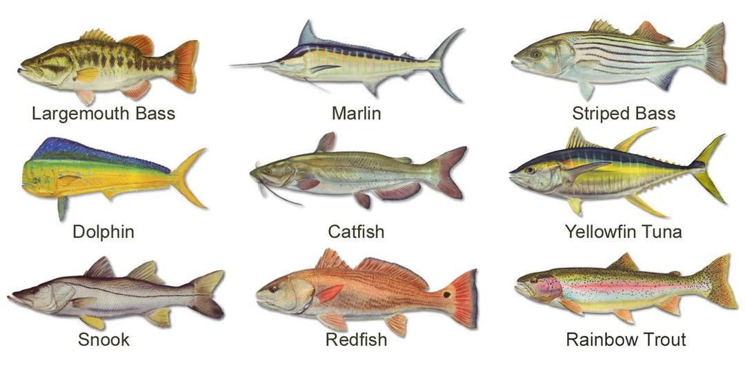 Mud Hole Custom T-Shirt: Wanted Poster With Gamefish 5 Mud Hole Custom T-Shirt: Wanted Poster With Gamefish