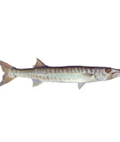 CRB Gamefish Rod Decals