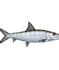 CRB Gamefish Rod Decals