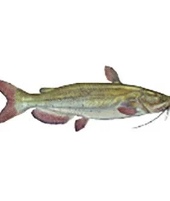 CRB Gamefish Rod Decals