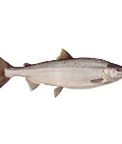 CRB Gamefish Rod Decals