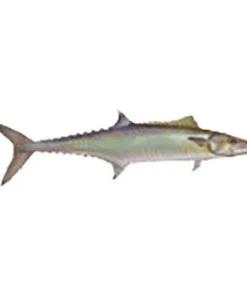 CRB Gamefish Rod Decals