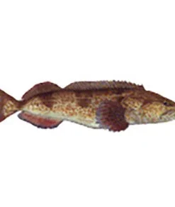 CRB Gamefish Rod Decals