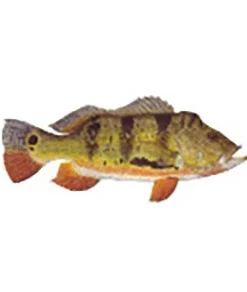 CRB Gamefish Rod Decals