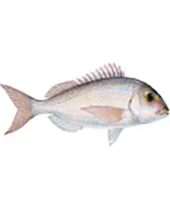 CRB Gamefish Rod Decals