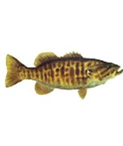 CRB Gamefish Rod Decals