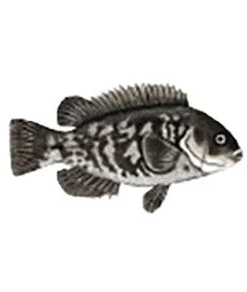 CRB Gamefish Rod Decals